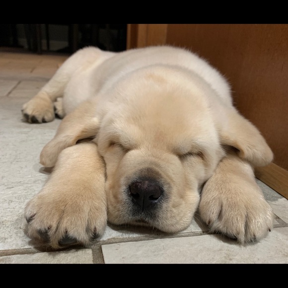 Meet your Posher, Brittany - Picture 1 of 1